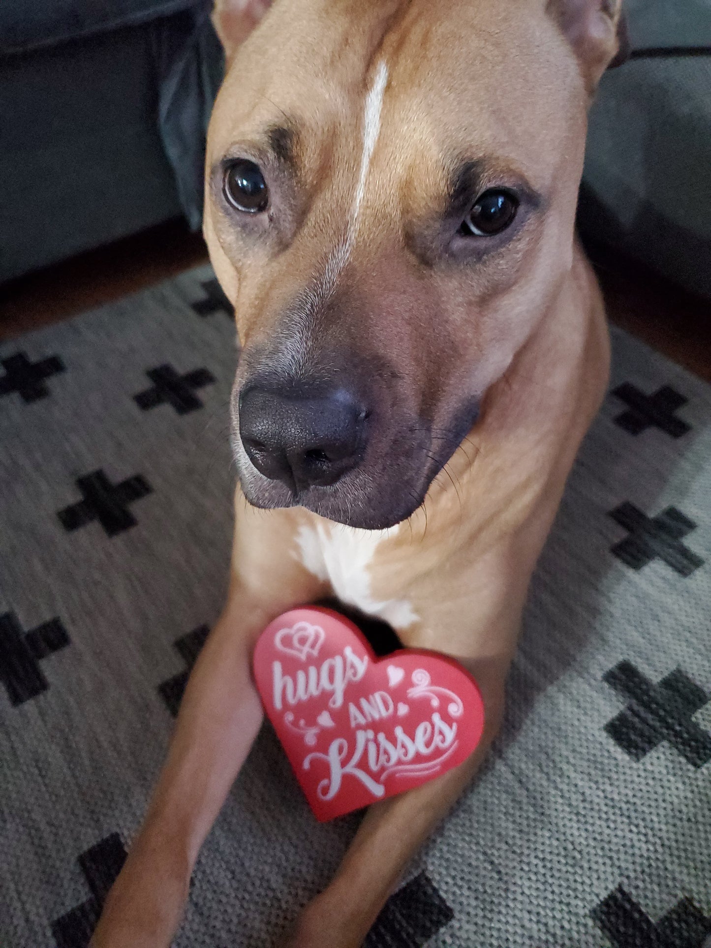 Valentines Doggy Cookies