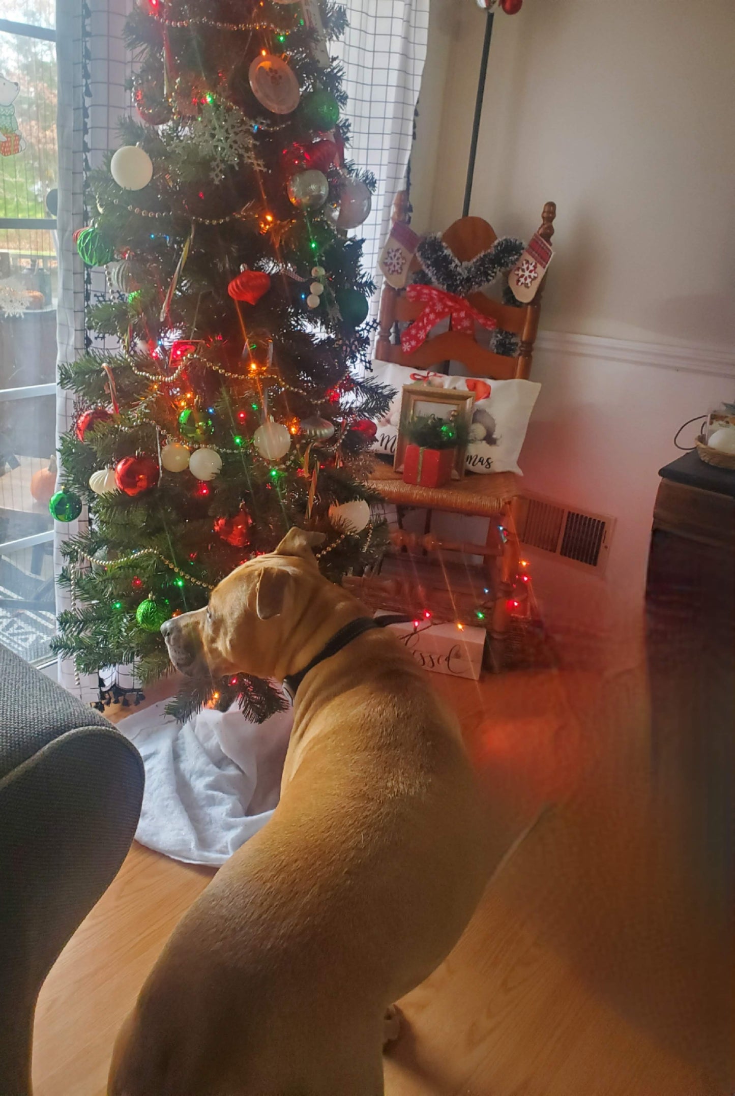 Doggy Christmas Cookies