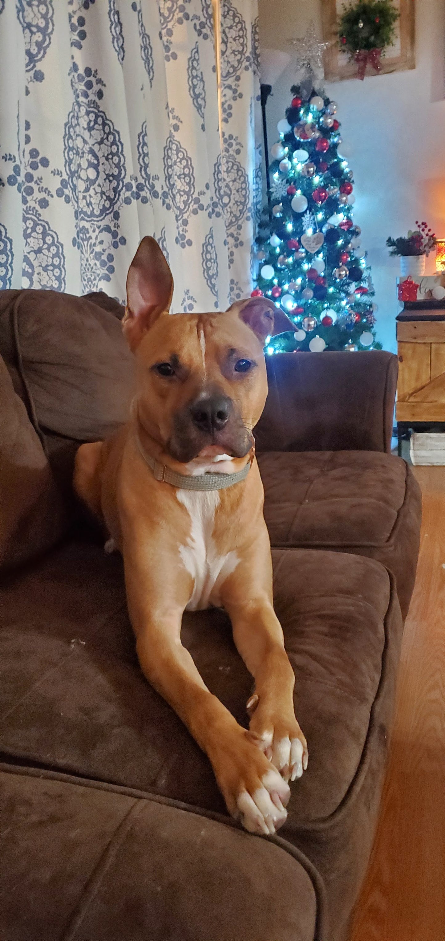 Doggy Christmas Cookies